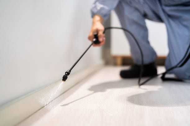 Licensed Wasp Removal service in Maryland City, MD - Show Me Pest Control